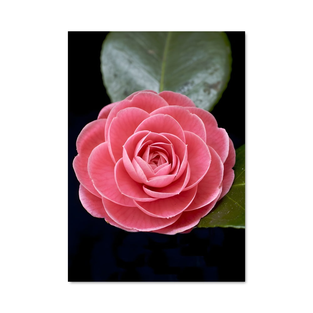 Poster Rosée Nocturne