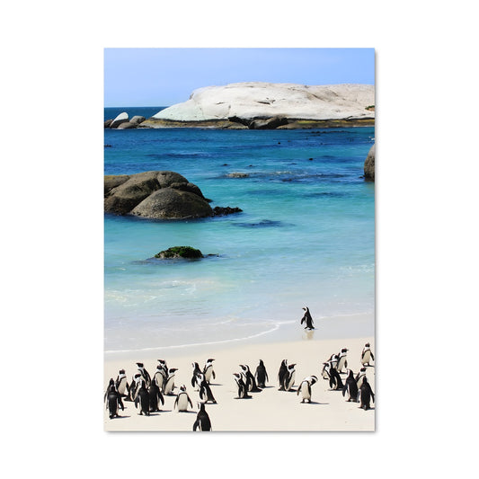 Poster Pingouins de Cape Town