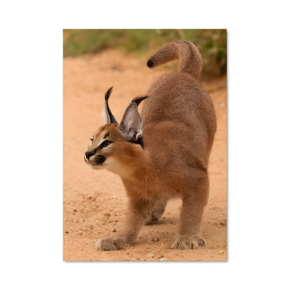 Poster Sur la Piste du Caracal