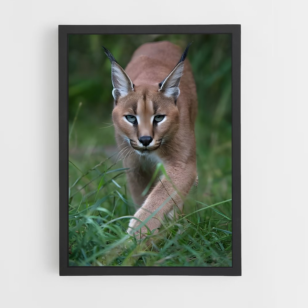 ap-caracal-6 cadre Noir