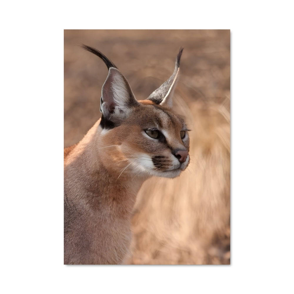 Poster Regard de Caracal