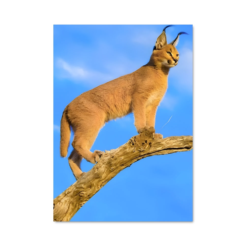 Poster Le Chasseur Agile