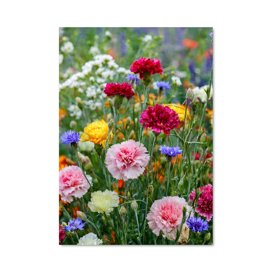 Poster Champ de Couleurs