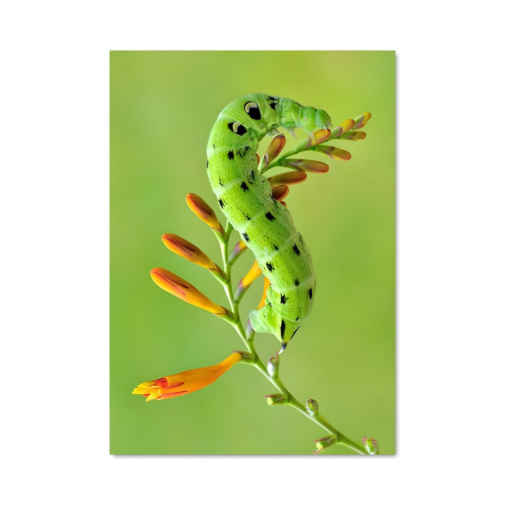 Poster Grenouille Éclatante