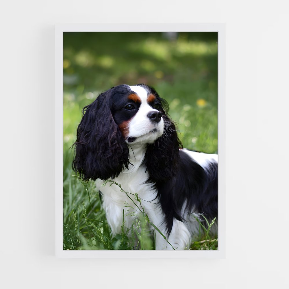 ap-cavalier king charles spaniel-2 cadre Blanc
