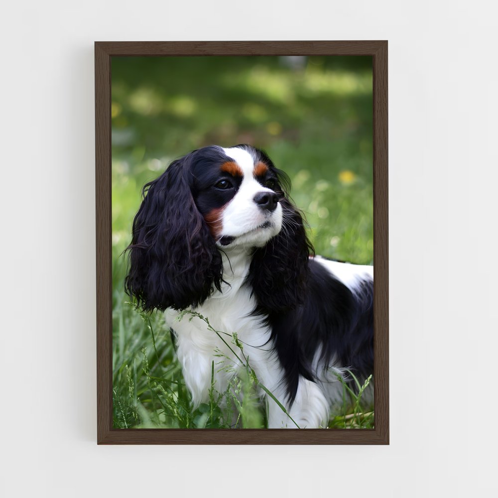 ap-cavalier king charles spaniel-2 cadre Bois foncé