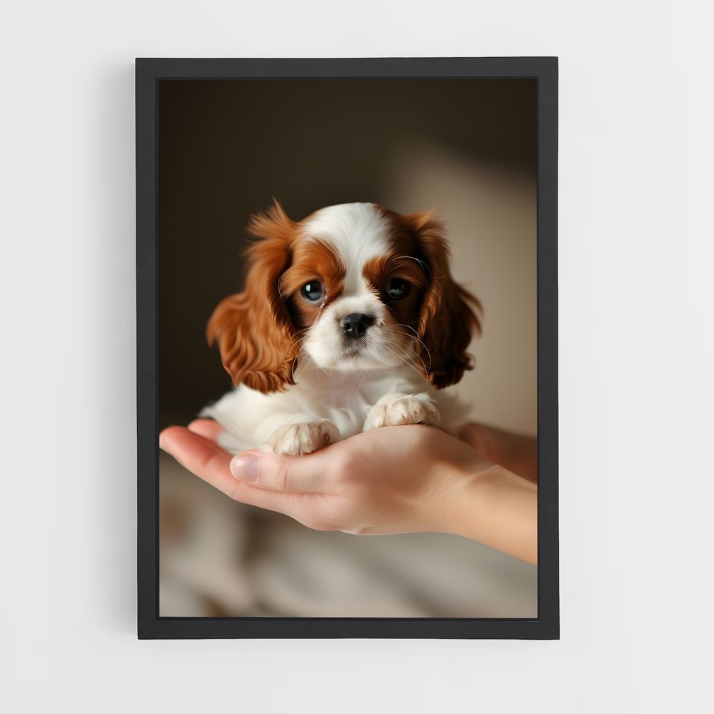 ap-cavalier king charles spaniel-3 cadre Noir
