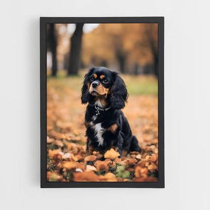ap-cavalier king charles spaniel-4 cadre Noir