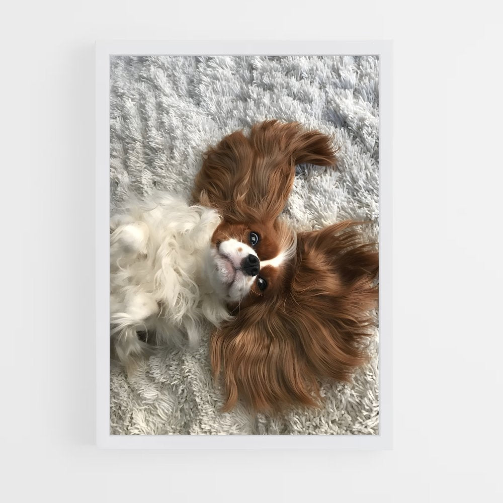 ap-cavalier king charles spaniel-5 cadre Blanc