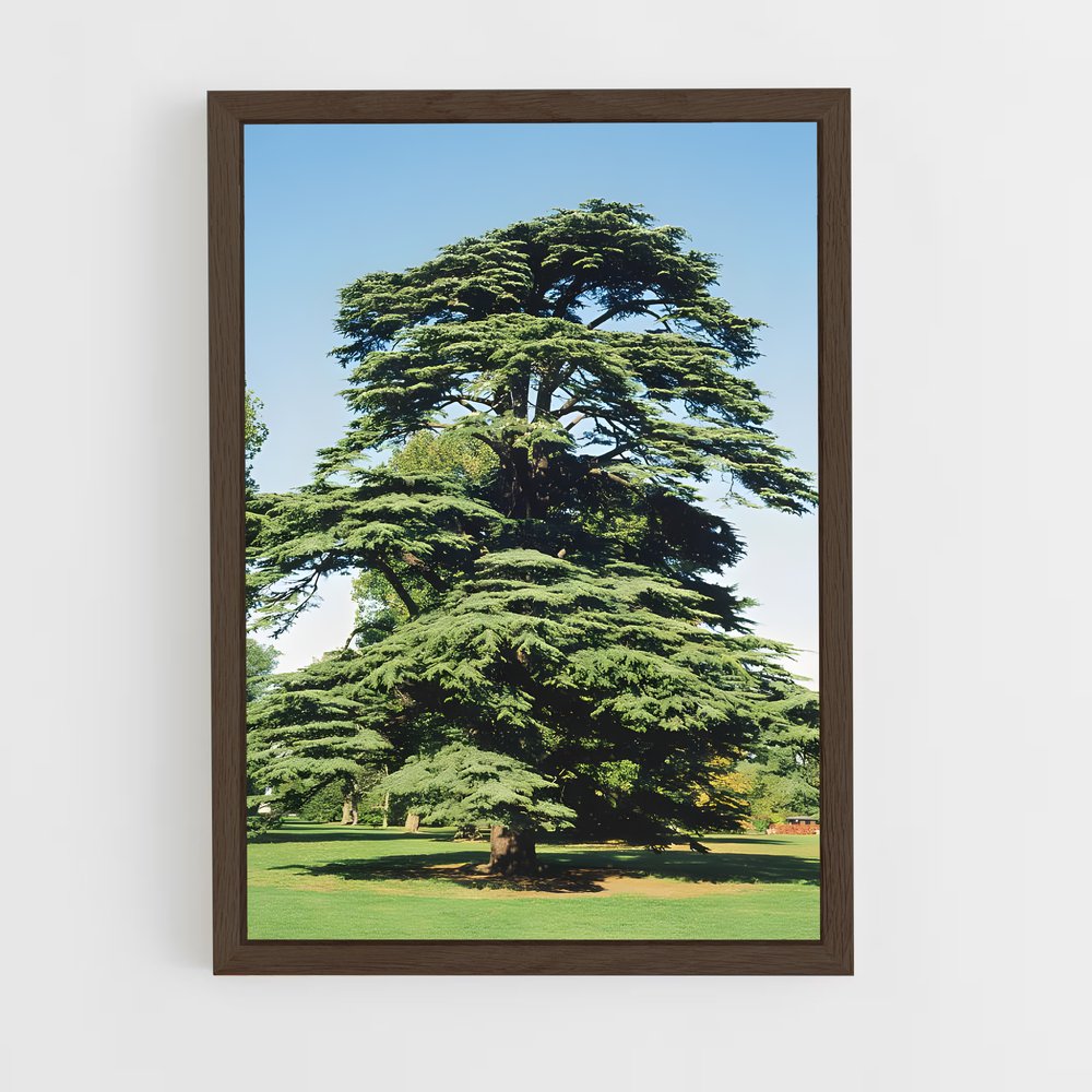 ap-cedar-2 cadre Bois foncé