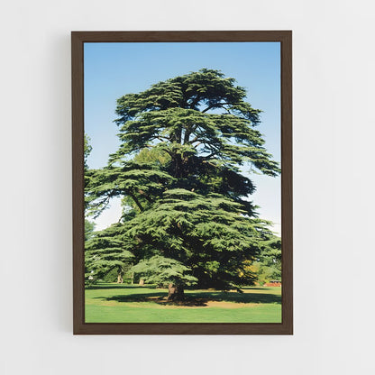 ap-cedar-2 cadre Bois foncé