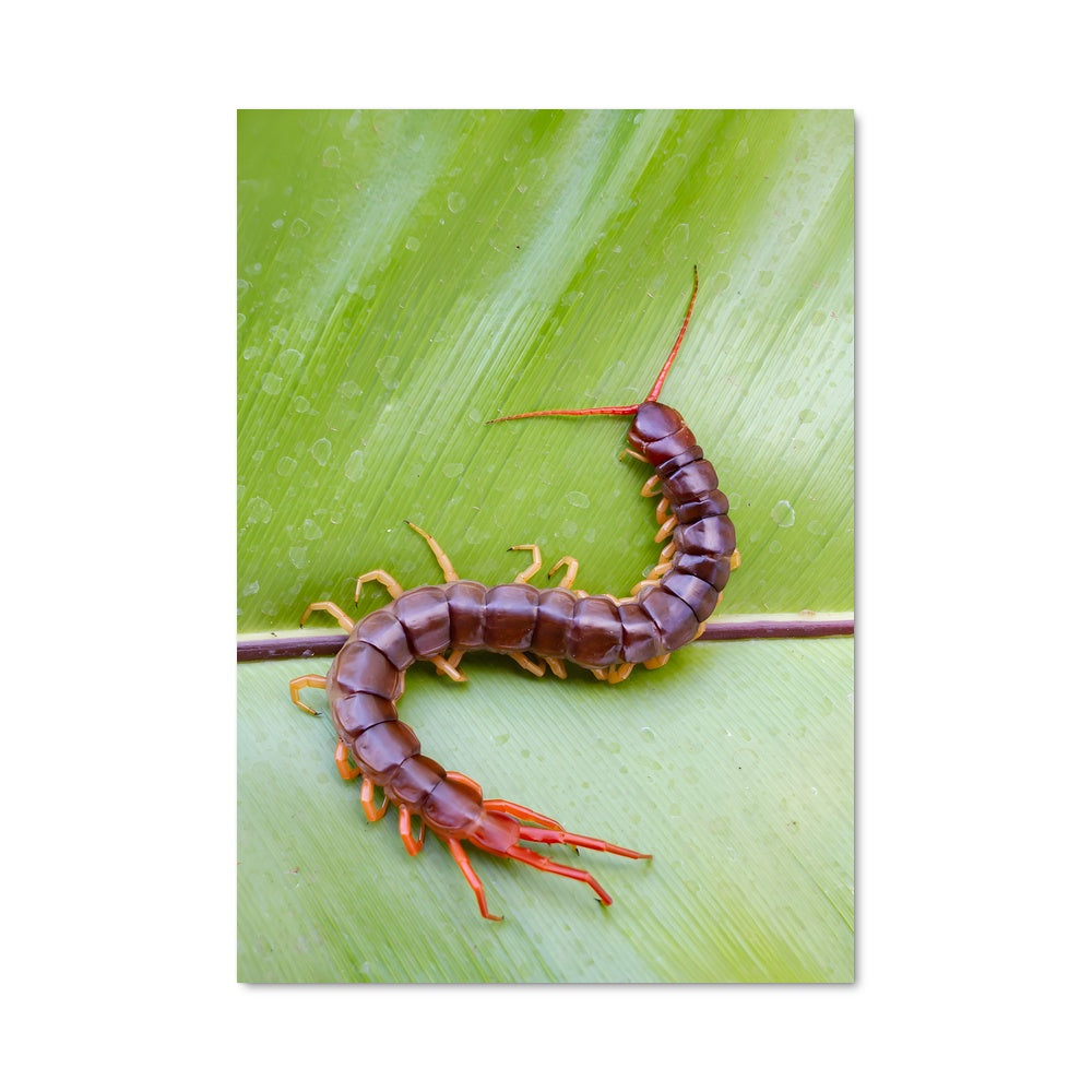 Poster La Danse des Mille-Pattes