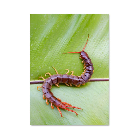 Poster La Danse des Mille-Pattes