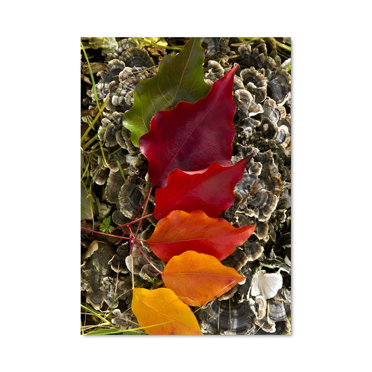 Poster Feuille Éphémère