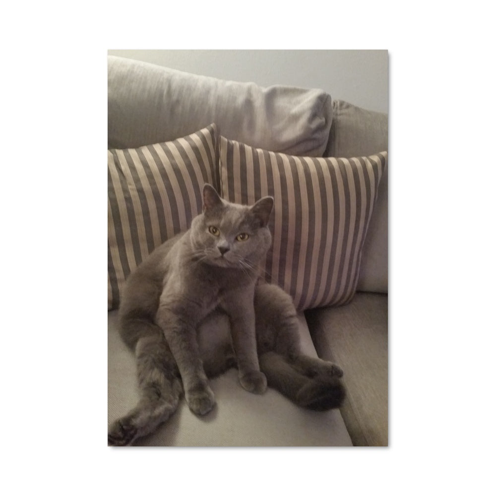 Poster Douceur de Chat