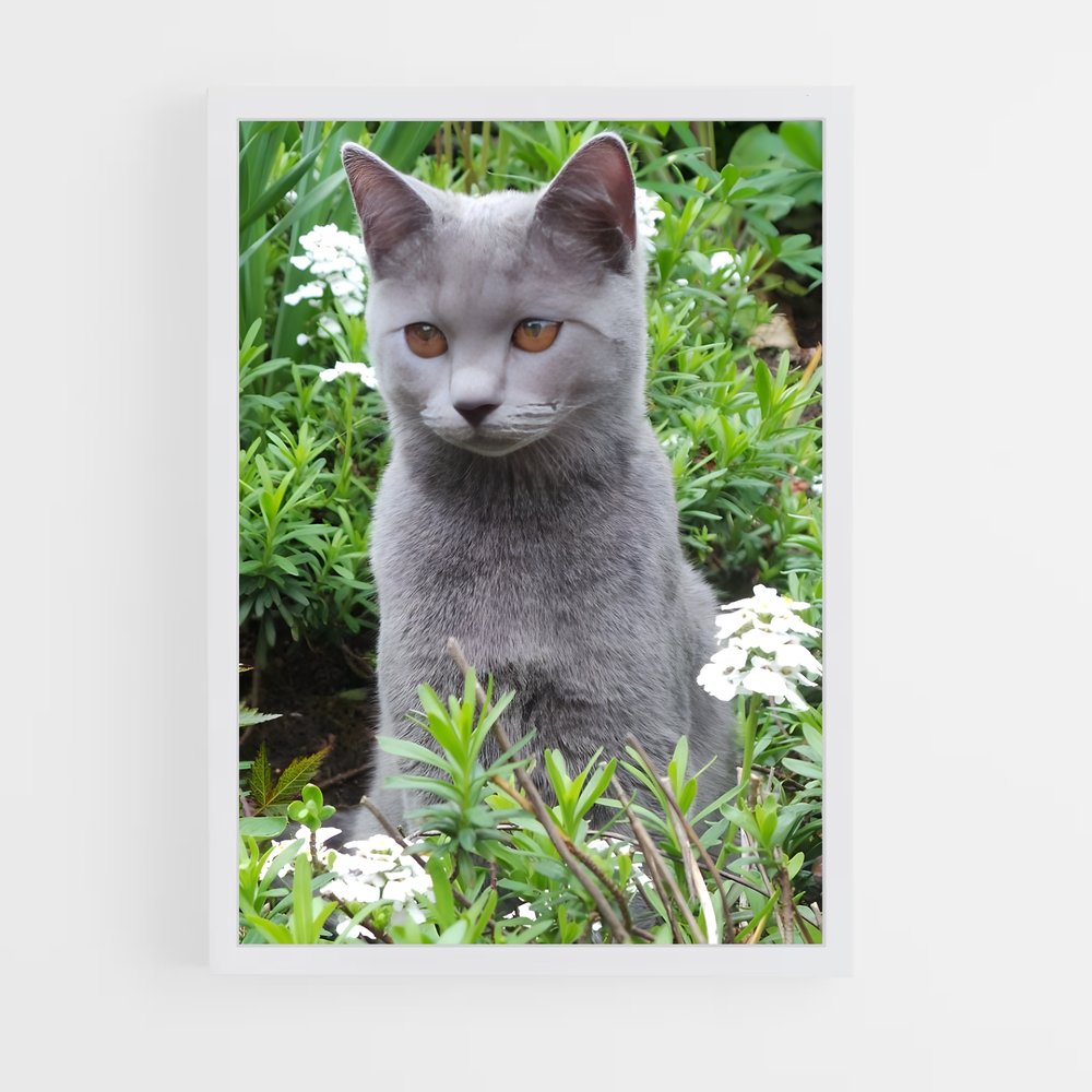 ap-chartreux-8 cadre Blanc
