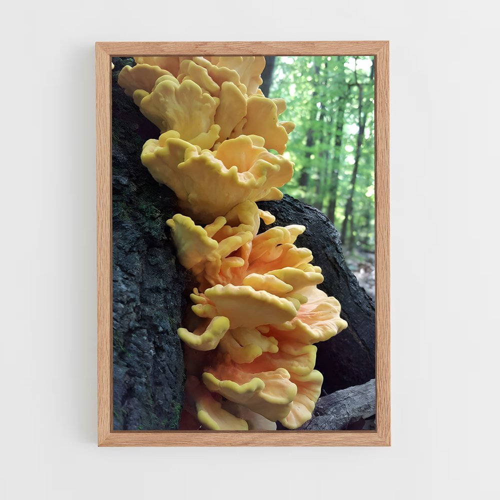 ap-chicken of the woods-1 cadre Bois clair