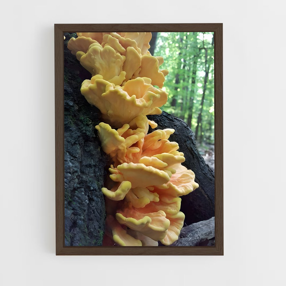 ap-chicken of the woods-1 cadre Bois foncé