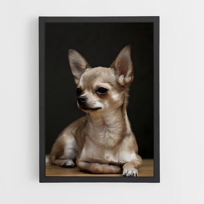 ap-chihuahua-2 cadre Noir