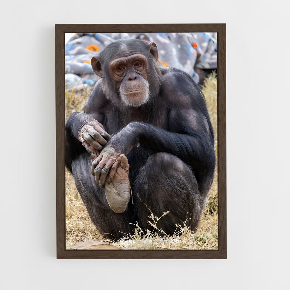 ap-chimpanzee-11 cadre Bois foncé