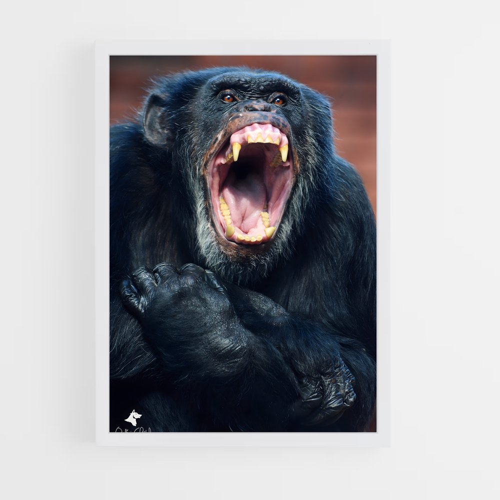 ap-chimpanzee-12 cadre Blanc