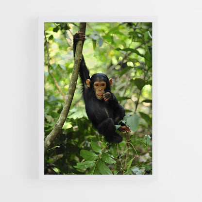 ap-chimpanzee-13 cadre Blanc