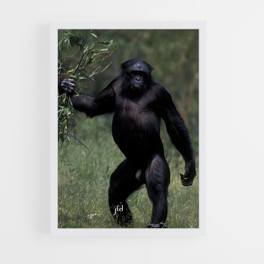 ap-chimpanzee-14 cadre Blanc