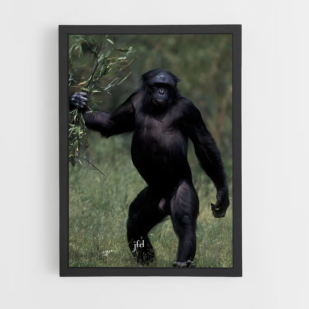 ap-chimpanzee-14 cadre Noir