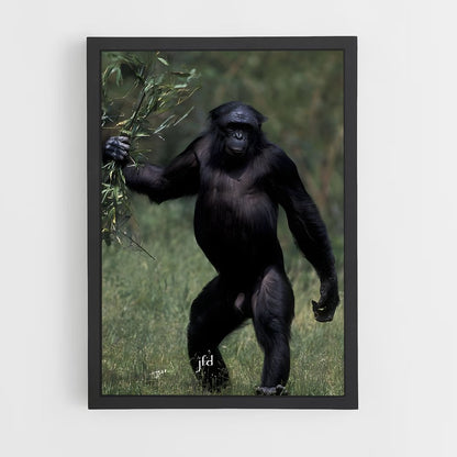 ap-chimpanzee-14 cadre Noir