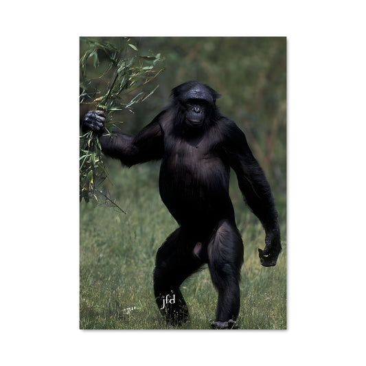 Poster Le Gardien de la Savane