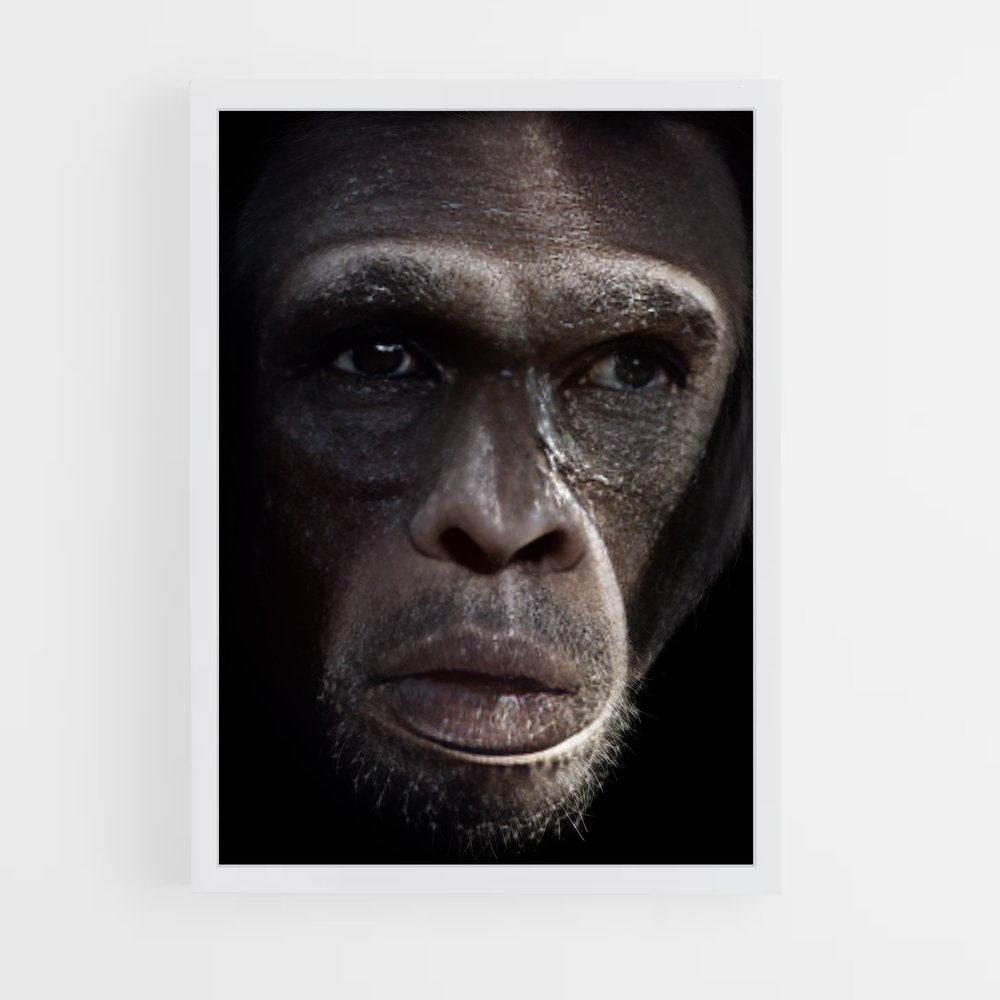 ap-chimpanzee-16 cadre Blanc