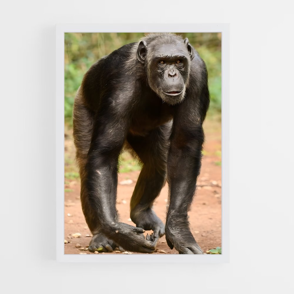 ap-chimpanzee-3 cadre Blanc