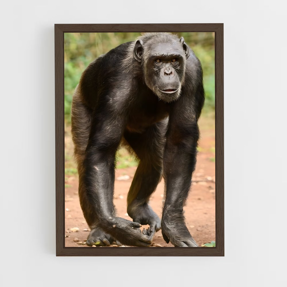 ap-chimpanzee-3 cadre Bois foncé