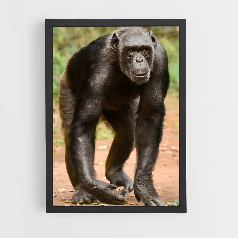 ap-chimpanzee-3 cadre Noir
