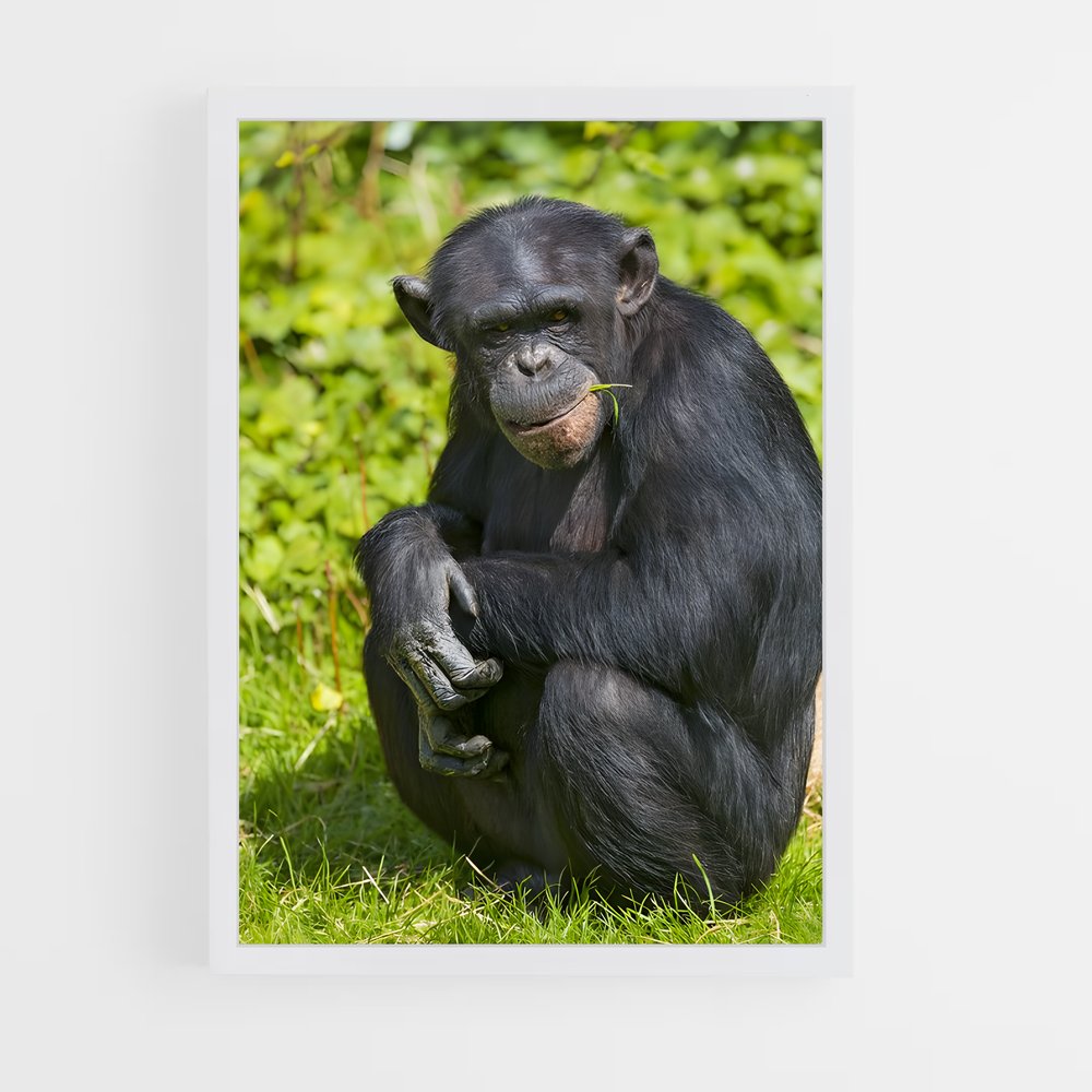 ap-chimpanzee-4 cadre Blanc
