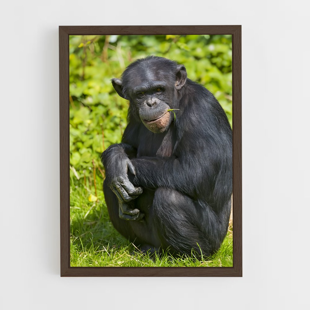 ap-chimpanzee-4 cadre Bois foncé