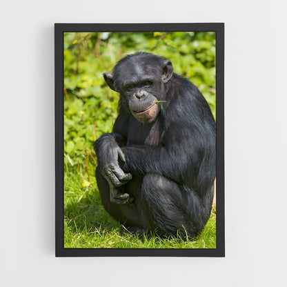 ap-chimpanzee-4 cadre Noir