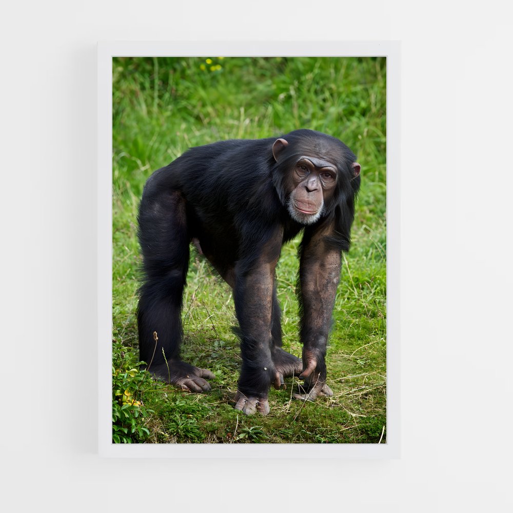 ap-chimpanzee-5 cadre Blanc