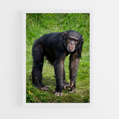 ap-chimpanzee-5 cadre Blanc