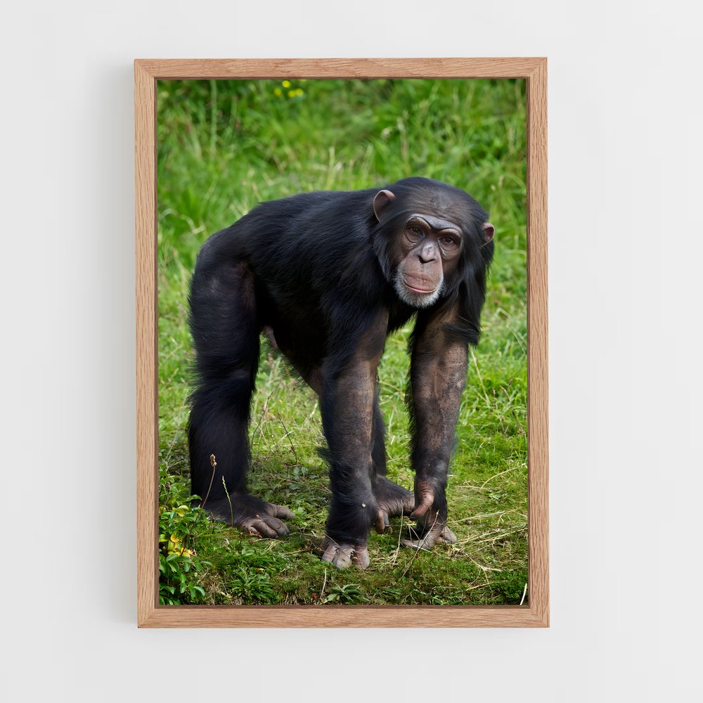 ap-chimpanzee-5 cadre Bois clair