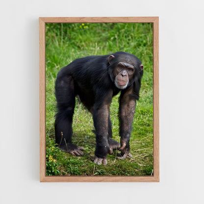 ap-chimpanzee-5 cadre Bois clair