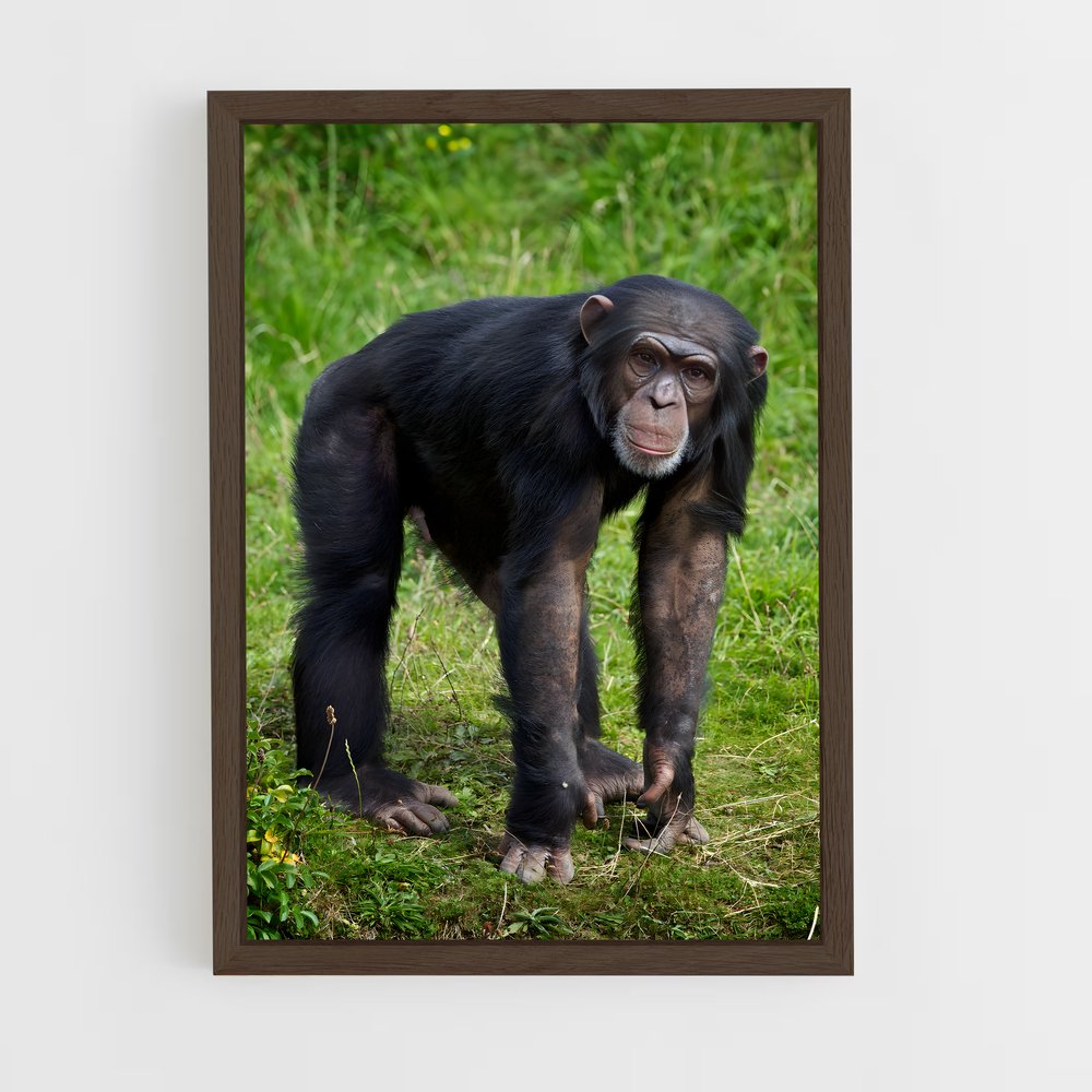ap-chimpanzee-5 cadre Bois foncé