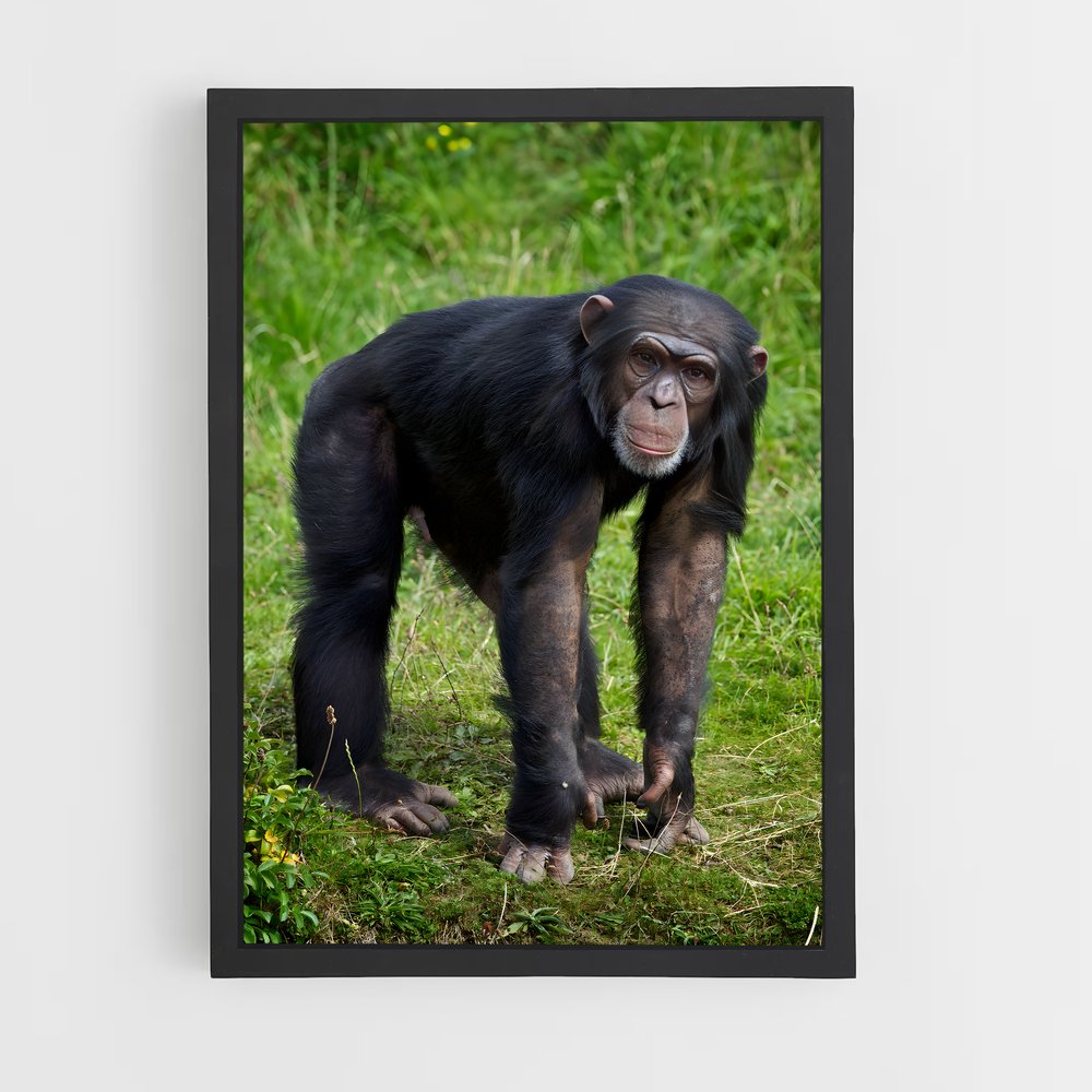 ap-chimpanzee-5 cadre Noir