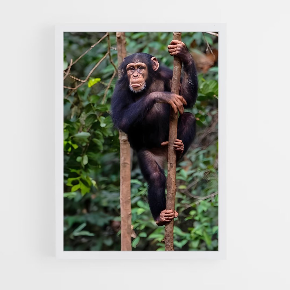 ap-chimpanzee-6 cadre Blanc