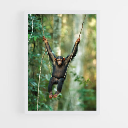 ap-chimpanzee-9 cadre Blanc