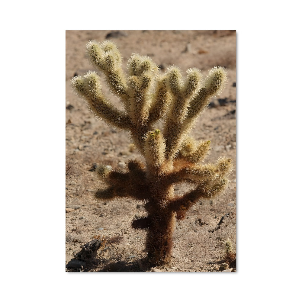 Poster Cactus Desertique