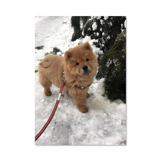 Poster Neige de Chow Chow