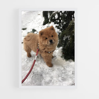 ap-chow chow-1 cadre Blanc