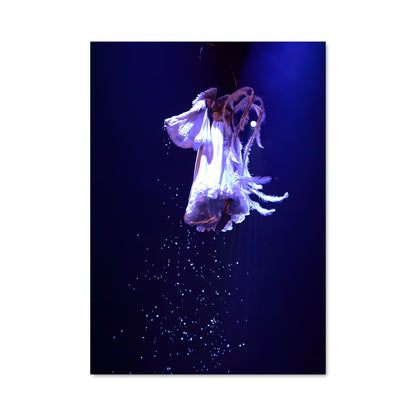 Poster Cirque du soleil 67025