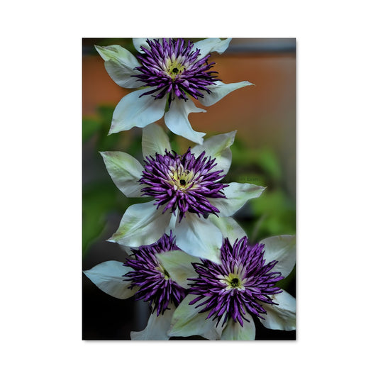 Poster Clematis Enchanté